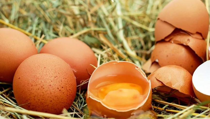 Salmonella nedir, belirtileri neler Salmonella’nın bulaşma yolları