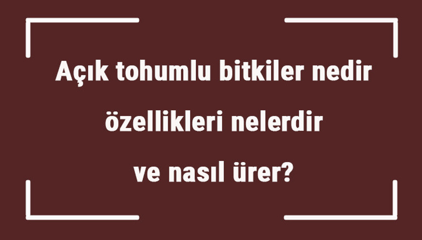 Açık tohumlu bitkiler nedir, özellikleri nelerdir ve nasıl ürer Açık tohumlu bitki çeşitleri ve örnekleri