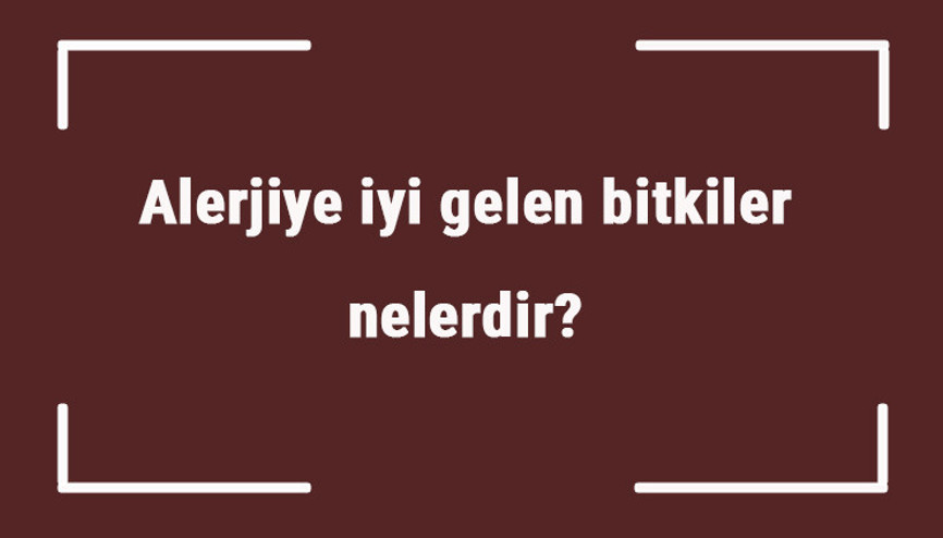 Alerjiye iyi gelen bitkiler nelerdir Mevsimsel ve cilt alerjisine iyi gelen bitkiler