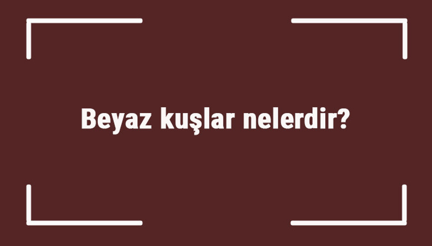 Beyaz kuşlar nelerdir Beyaz renge sahip kuş türleri ve isimleri