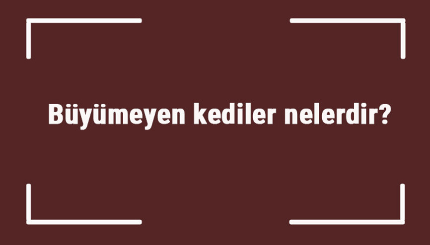 Büyümeyen kediler nelerdir Çok büyümeyen kedi cinsleri ve türleri