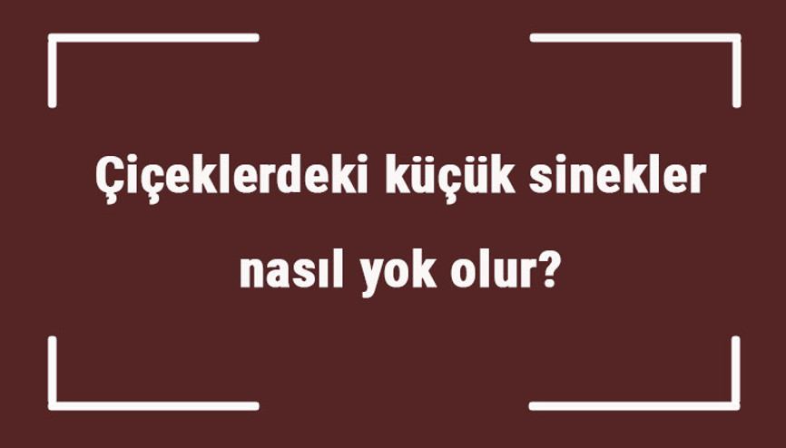 Çiçeklerdeki küçük sinekler nasıl yok olur Bitkilerdeki sinekler nasıl engellenir