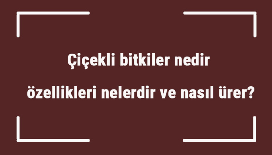 Çiçekli bitkiler nedir, özellikleri nelerdir ve nasıl ürer Çiçekli bitkilerin isimleri