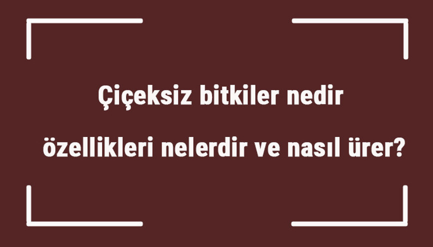 Çiçeksiz bitkiler nedir, özellikleri nelerdir ve nasıl ürer Çiçeksiz bitkiler besin üretir mi, solunum ve fotosentez yapar mı