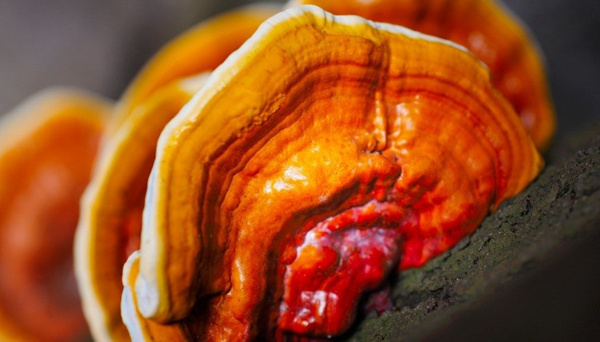 Reishi Mantarı Nedir, Nerede Yetişir İşte, Kırmızı Reishi Mantarı Faydaları Reishi Mantarı Nedir, Nerede Yetişir İşte, Kırmızı Reishi Mantarı Faydaları