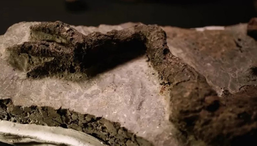 ABDde bulunan dinozor fosili hem şaşkınlık hem de tartışma yarattı