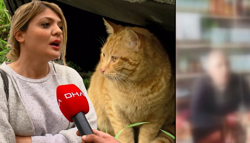 Mahalledeki kediler tek tek kaybolunca araştırmaya başladı Çileden çıkaran iddia: 40 TL karşılığında çocuklara toplatmış