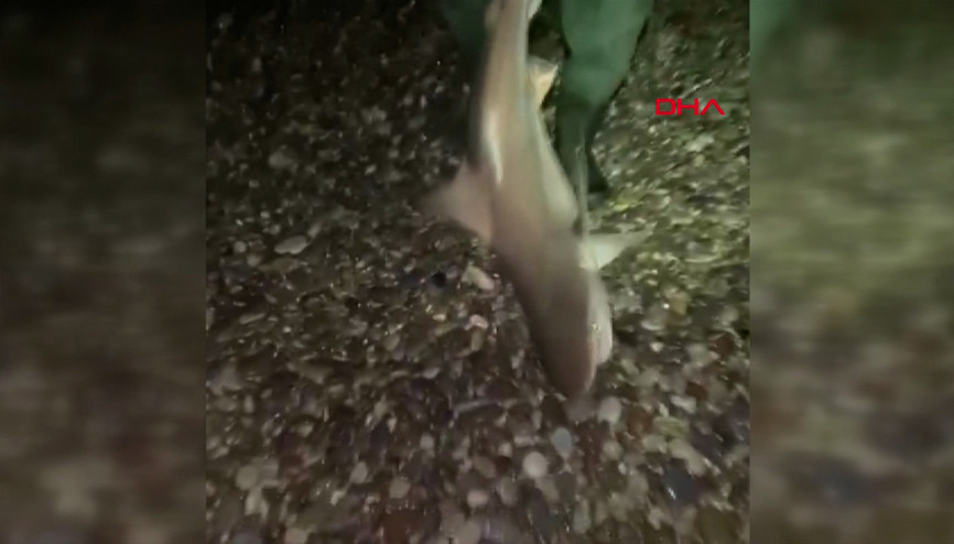 Oltayla yakaladıkları köpekbalığını lütfen bir daha gelme diyerek denize bıraktı