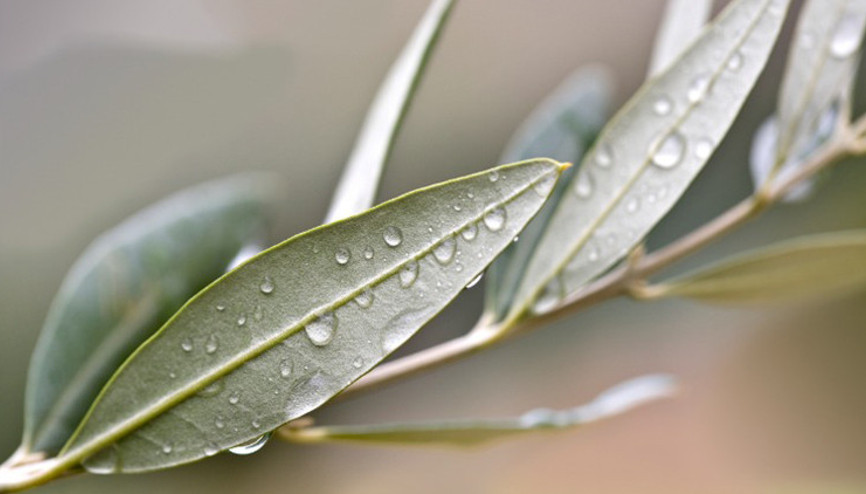 Zeytin yaprağı çayının faydaları nelerdir Zeytin yaprağı çayı yapılışı ve kullanımı