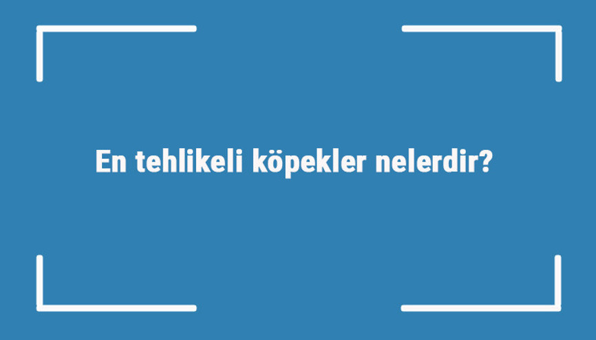 En tehlikeli köpekler nelerdir Tehlikeli köpek türleri ve cinsleri