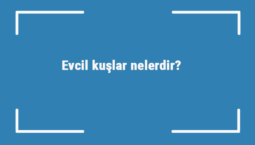 Evcil kuşlar nelerdir Evde beslenecek kuş türleri ve isimleri