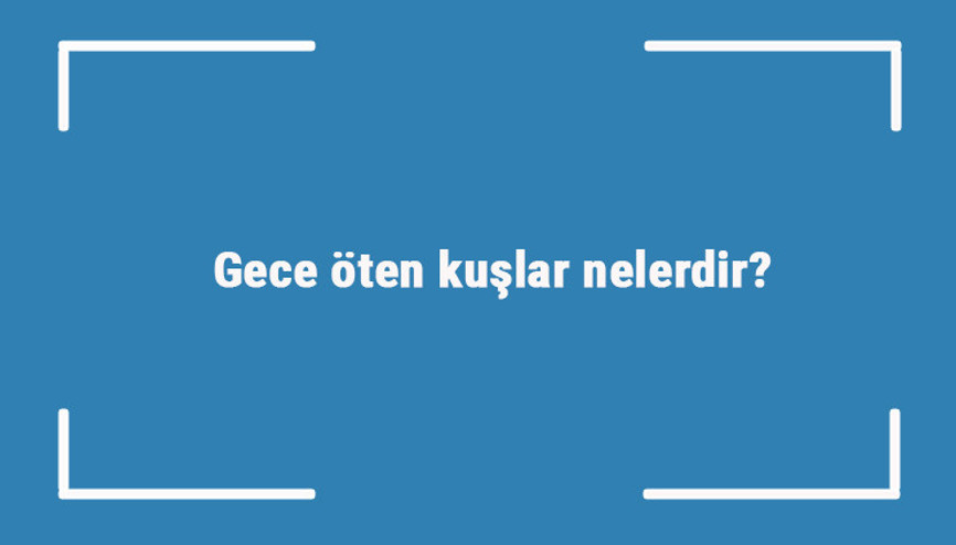 Gece öten kuşlar nelerdir Gece vakti öten kuşların isimleri ve türleri