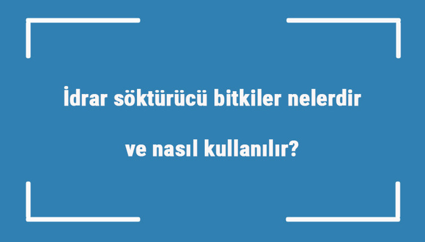 İdrar söktürücü bitkiler nelerdir ve nasıl kullanılır İdrar söktüren bitkilerin özellikleri İdrar söktürücü bitkiler nelerdir ve nasıl kullanılır İdrar söktüren bitkilerin özellikleri