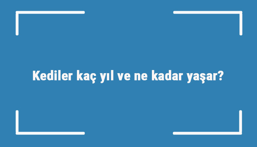 Kediler kaç yıl ve ne kadar yaşar Kedilerin ortalama yaşam süreleri Kediler kaç yıl ve ne kadar yaşar Kedilerin ortalama yaşam süreleri