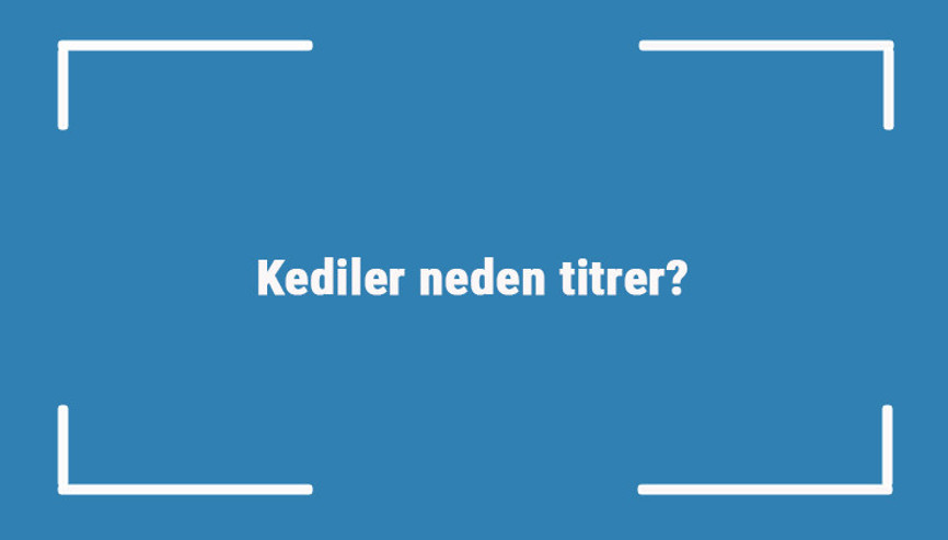Kediler neden titrer büyük ve küçük kediler uyurken neden titrerler