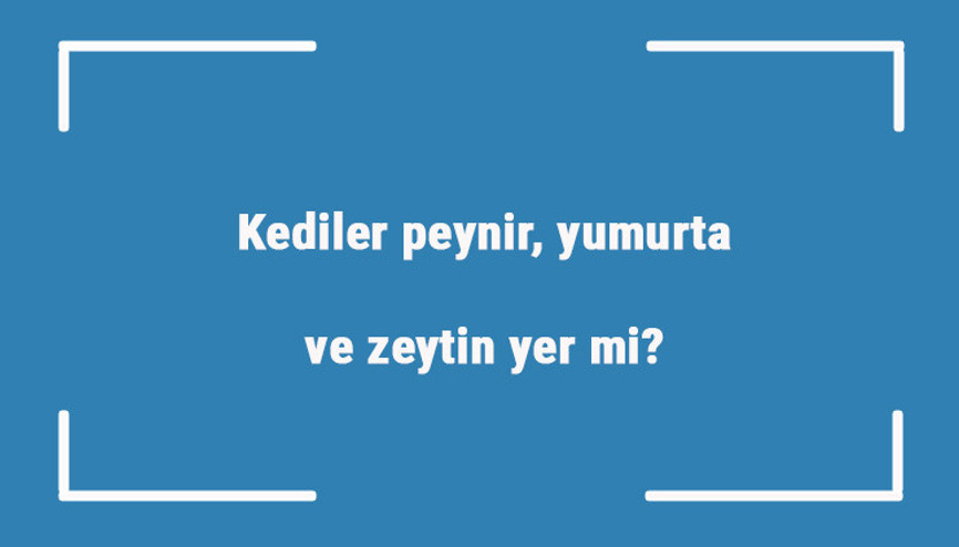 Kediler peynir, yumurta ve zeytin yer mi Yerlerse ne olur Kediler peynir, yumurta ve zeytin yer mi Yerlerse ne olur