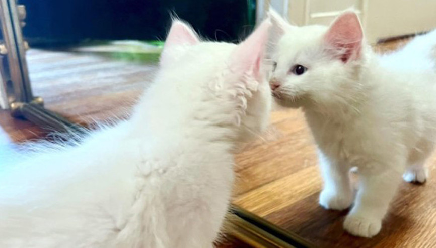 Hayatını kaybeden kedisini klonlattı Görüntüsü aynıydı ama...