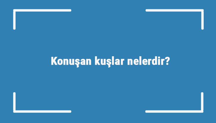 Konuşan kuşlar nelerdir konuşan kuş türleri ve isimleri
