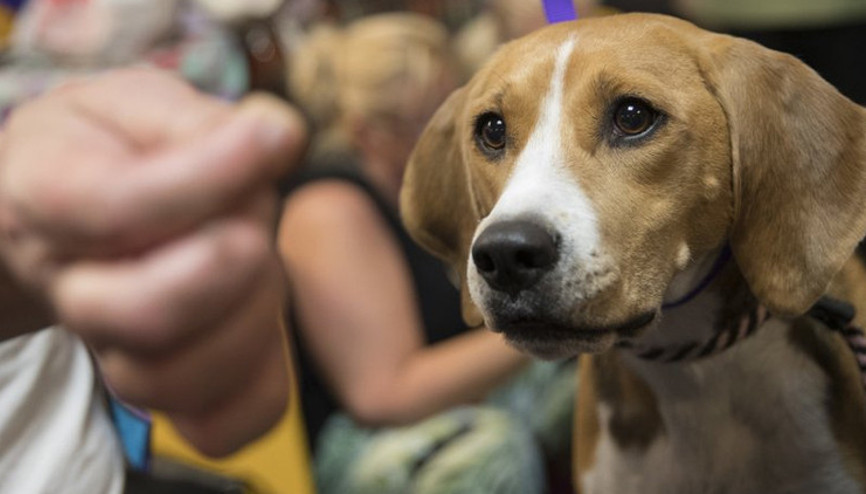 Vegan yemekler köpekler için daha sağlıklı olabilir