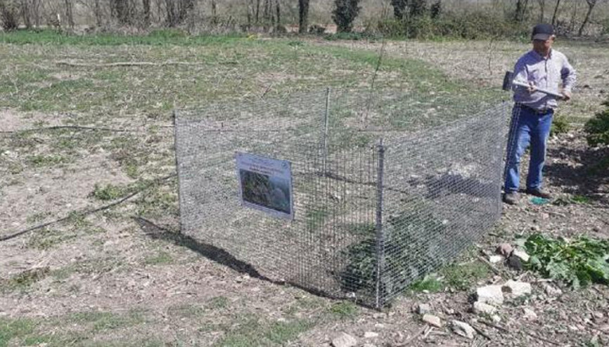 Edirnede bahçede bulunan kırmızı orman karıncası yuvası, korumaya alındı