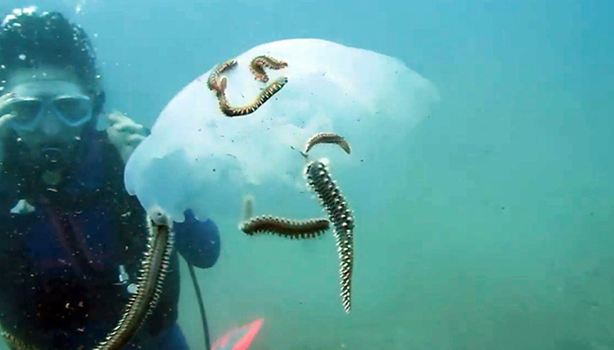 Antalyada yoğun olarak görülüyordu Çıyanlar, denizanalarının sayısını azalttı... Küme halinde saldırdıkları anları görüntüledi