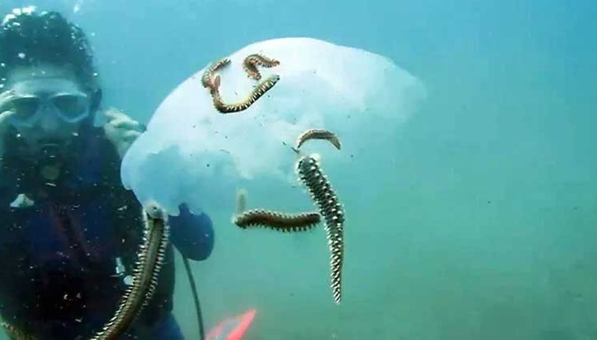 Çıyanlar, denizanası popülasyonunu azalttı