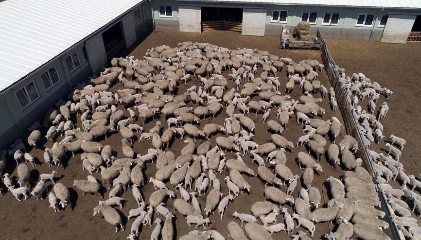 Annelerini kokusundan buluyorlar