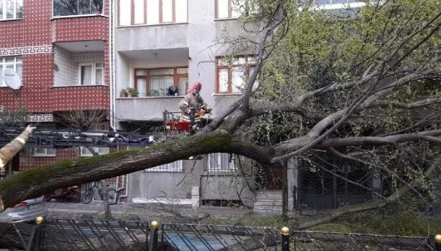 Esenlerde parktaki ağaç, bina ile 2 otomobilin üzerine devrildi