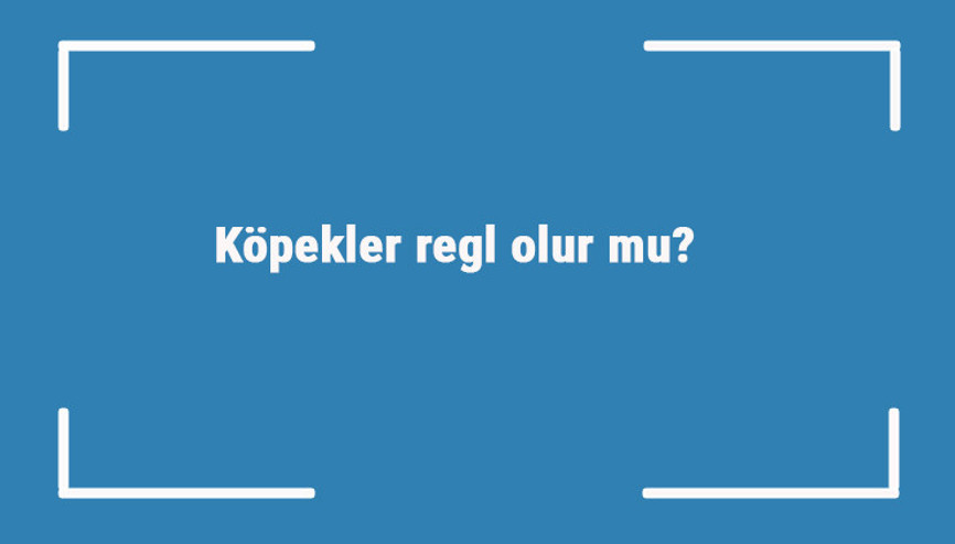 Köpekler regl olur mu Köperler kaç yaşında adet olur, nasıl anlaşılır ve davranır