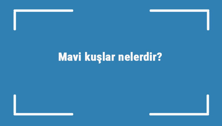 Mavi kuşlar nelerdir Mavi renge sahip kuş türleri ve isimleri