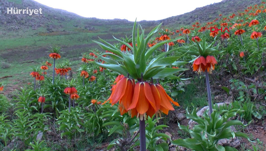 Koparma cezası 109 bin lira olan ters lalelere dokunamadılar