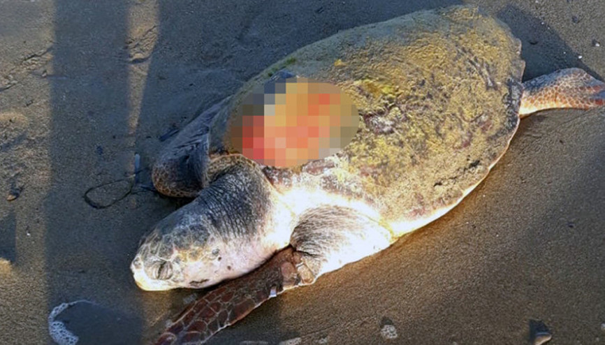 7 aydır uydu takip cihazı ile takip edilen Caretta caretta ölü bulundu