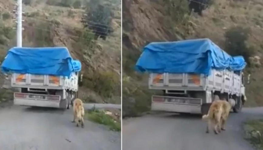 Kamyonun arkasına bağladığı köpekle yolculuk yapan sürücüye tepki Kamyonun arkasına bağladığı köpekle yolculuk yapan sürücüye tepki