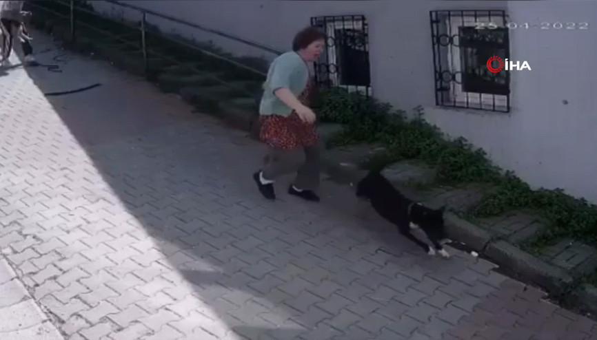 Kağıthanede pitbull saldırısı kamerada