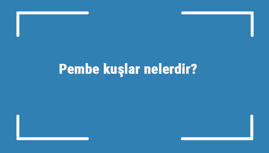 Pembe kuşlar nelerdir Pembe renge sahip kuş türleri ve isimleri