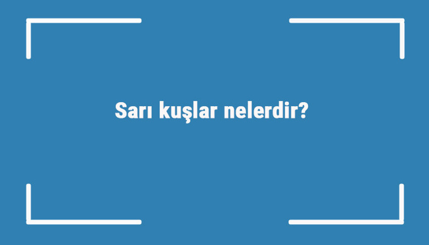 Sarı kuşlar nelerdir Sarı renge sahip kuş türleri ve isimleri