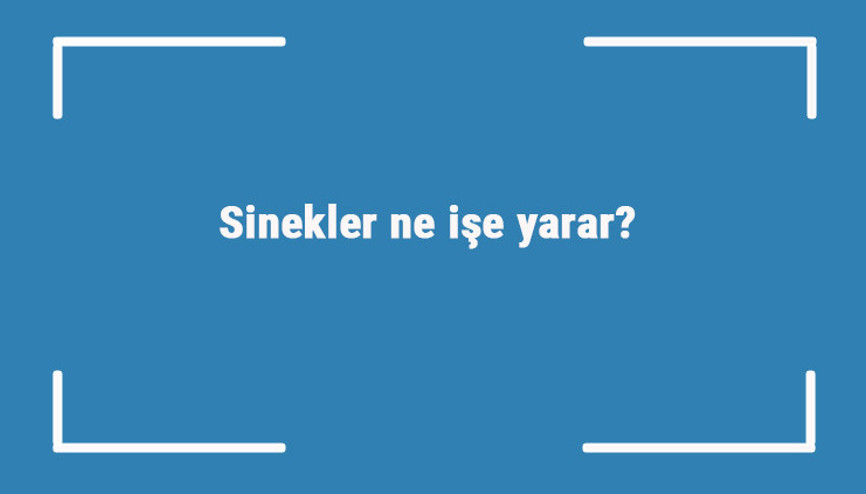 Sinekler ne işe yarar Doğada sineklerin görevleri nelerdir
