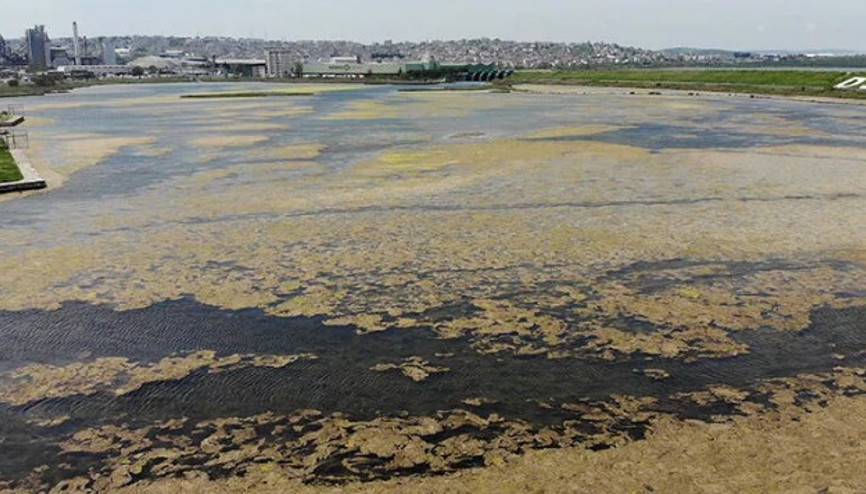 Büyükçekmece Gölü’nde yosun istilası