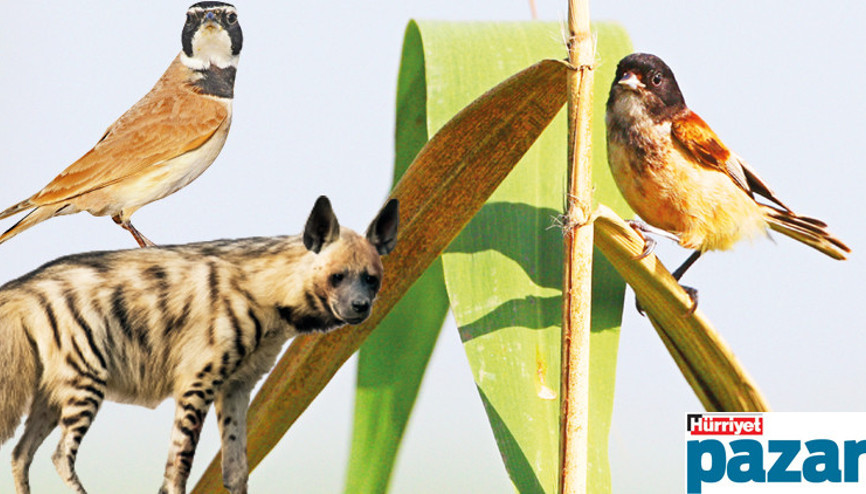 Tabiatın bize güzel haberleri var Tabiatın bize güzel haberleri var