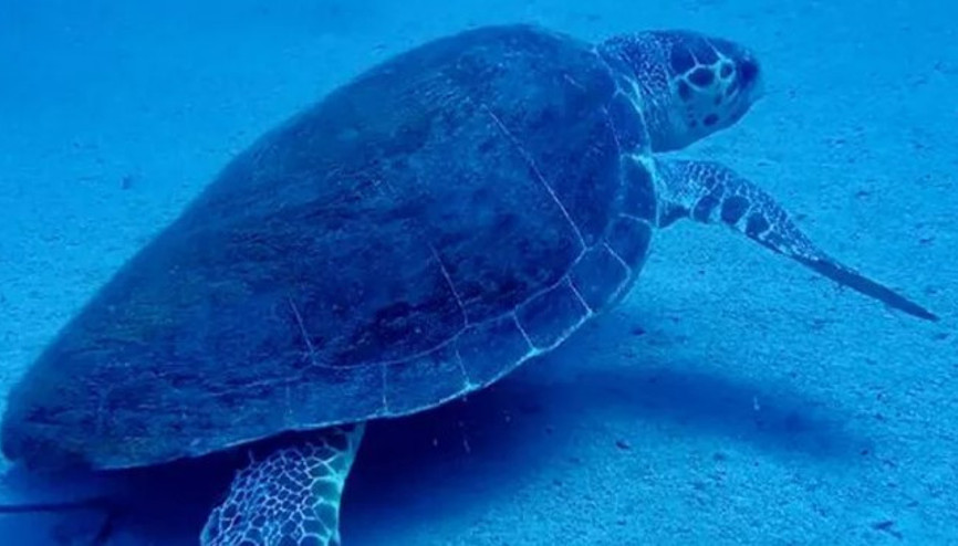 Carettalar, Manavgat sahillerine gelmeye başladı, önlemler alındı