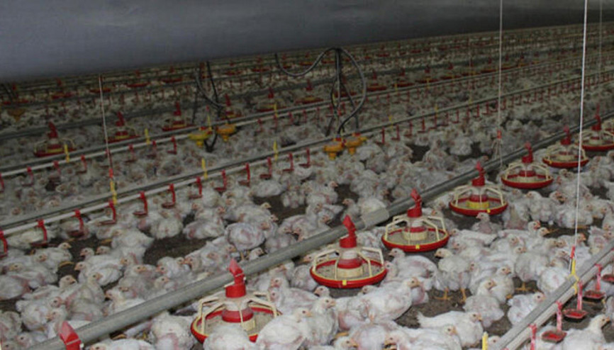 Tavuk eti ihracatında önemli fırsat kapıda