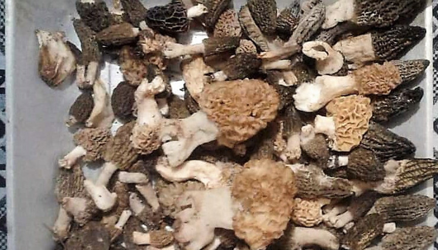 Kilosu 500 liraya çıkıyor Kuzugöbeği mantarı toplanmaya başladı