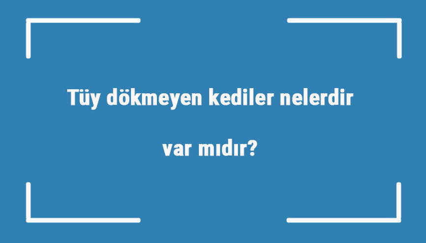 Tüy dökmeyen kediler nelerdir var mıdır tüy dökmeyen kedi cinsleri ve türleri