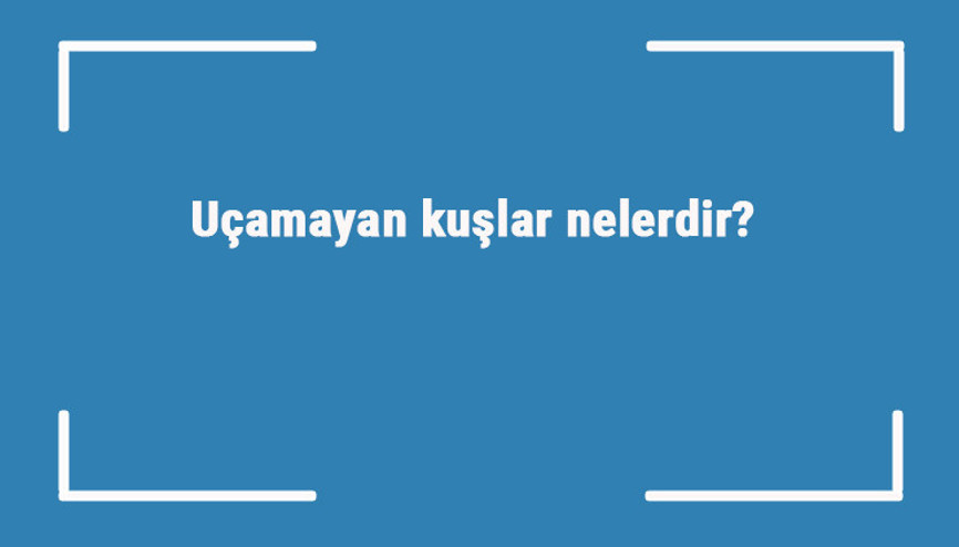 Uçamayan kuşlar nelerdir Uçamayan kuş türleri ve isimleri