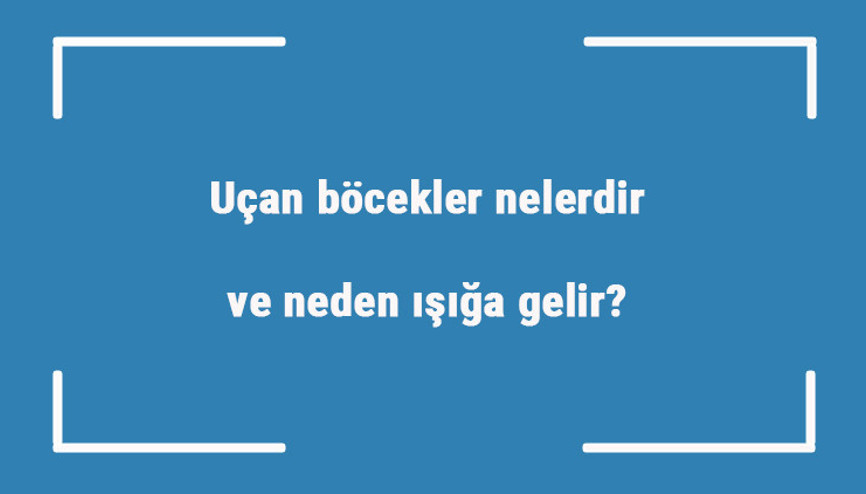 Uçan böcekler nelerdir ve neden ışığa gelir Uçan böcek türleri ve isimleri