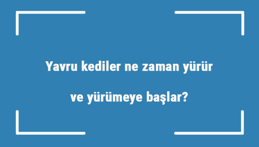 Yavru kediler ne zaman yürür ve yürümeye başlar