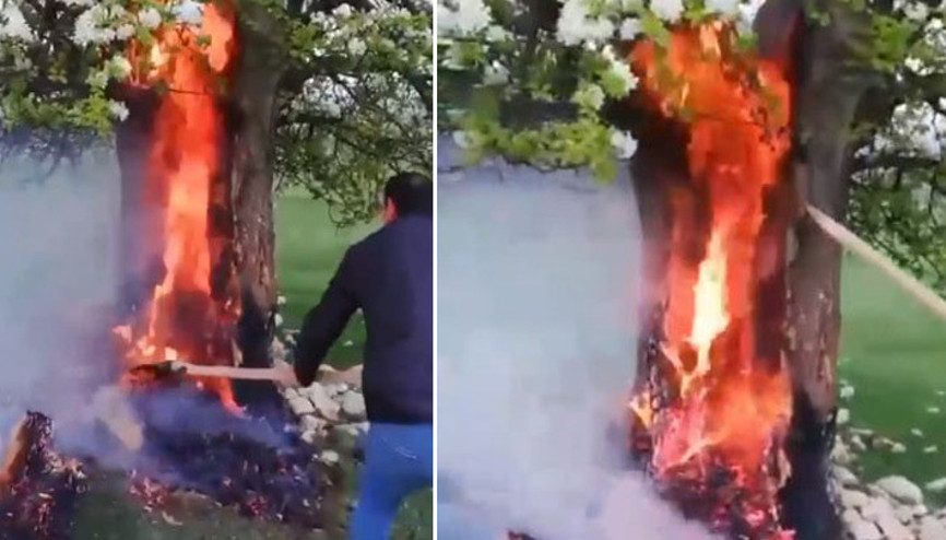 Tokatta yıldırım isabet eden armut ağacı alev aldı