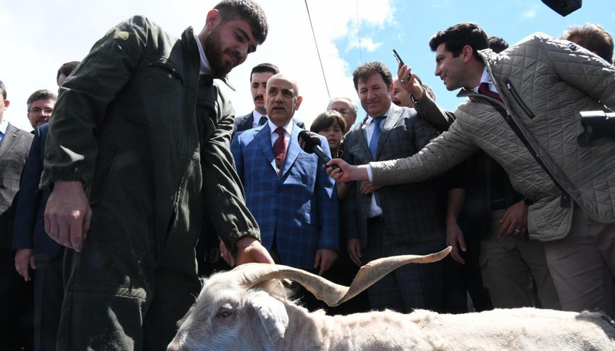 Rabbim keçilerimizin sayılarını arttırsın Rabbim keçilerimizin sayılarını arttırsın
