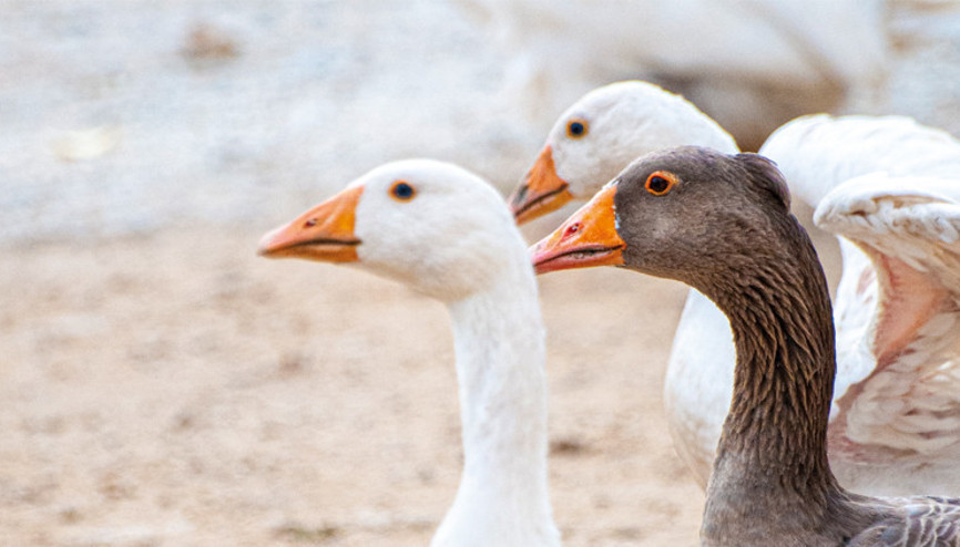 Fransa’da kazciğeri krizi