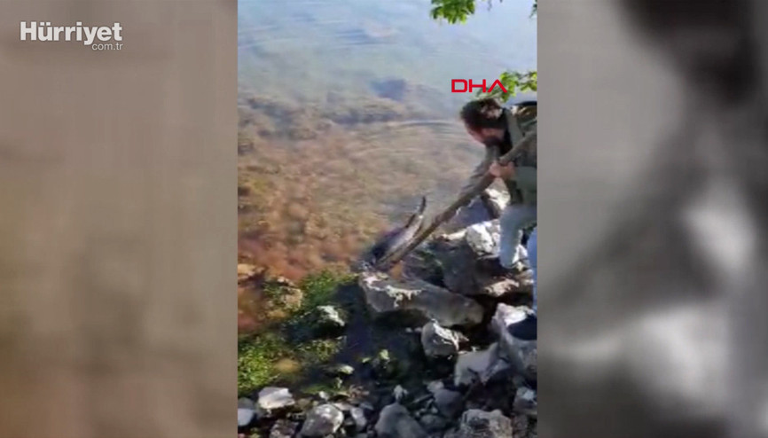 Kastamonuda yavru yunus kıyıya vurdu